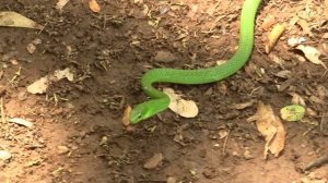 Boomslang. Бумсланг (1126sp)