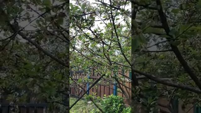 Весна Вишня Монилиоз Что делать смотреть онлайн