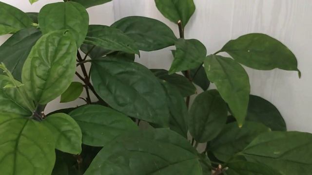 Декабрьский обзор растений смотреть онлайн