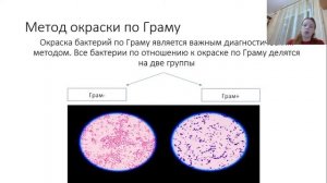Методы окраски в микробиологии. Окраска по Граму