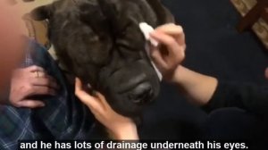 How to wash a Shar-Pei's face