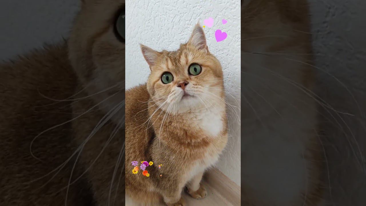 Я золотой  #funny #cat #cute #безкотаижизньнета #смешныекоты #cutecat #animal #золотаяшиншилла