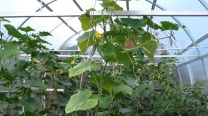 Формирование куста огурца.Обновление и формирование плети огурцов.Как продлить плодоношение огурцов