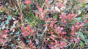 Рыбалка на хариуса в горах Кузбасса и Хакассии.)) часть №1