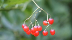Паслен сладко-горький (Solanum dulcamara) | ЭНЦИКЛОПЕДИЯ РАСТЕНИЙ