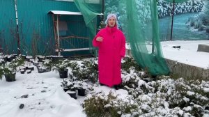 Укрытие хвойных культур на зиму