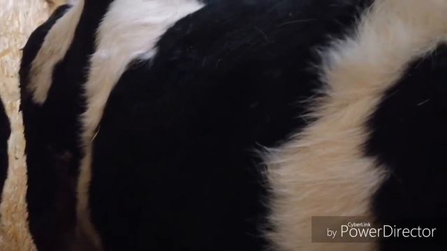 Джерси? Это шутка? Готовимся к отелу нетели. Цыплята серебристый леггорн? смотреть онлайн