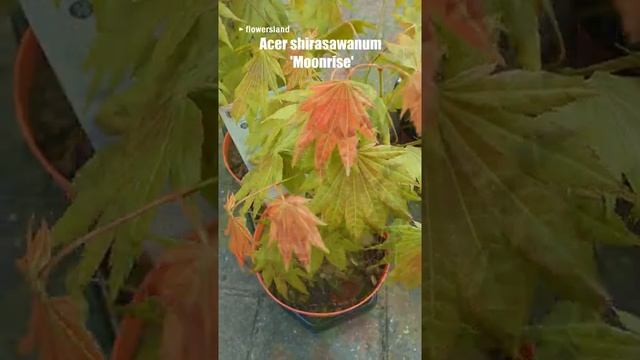 Японский Клён ширасавы 'Мунрайз' | Acer shirasawanum 'Moonrise' | @FlowersLand