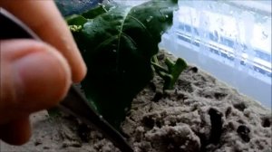 Высаживание укорененных черенков пассифлоры