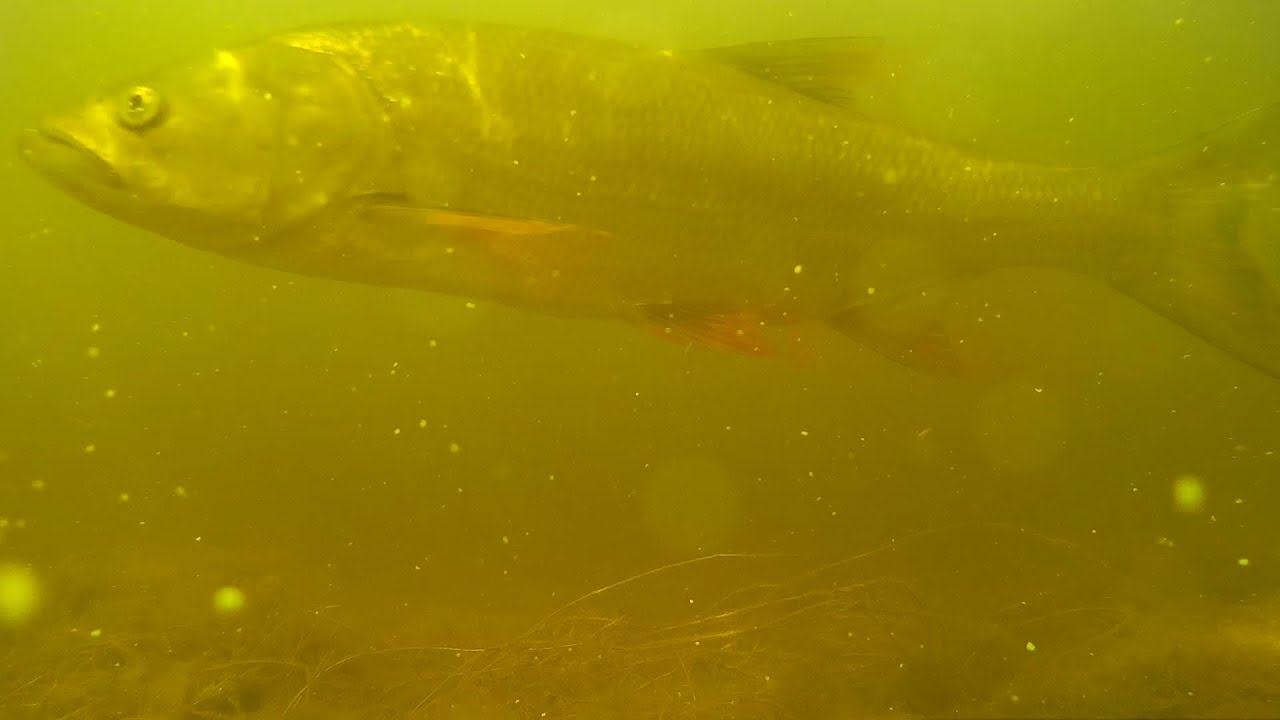 При съемке под водой попался жерех