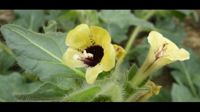 Hyoscyamus albus, white henbane yellow henbane, Ano Poli Thessaloniki 9 4 2019 смотреть онлайн