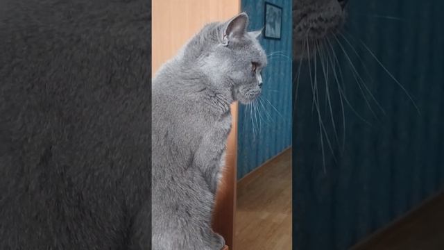 Красивая порода кошек / Короткошерстный и сыпучий / КОШКИН ДОМ