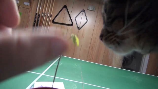 ⟹ RAMBUTAN | Nephelium lappaceum | starting rambutan from seed walmart смотреть онлайн