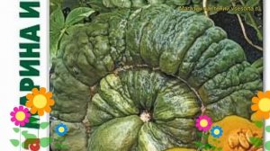 Тыква Марина из Киоджа. Краткий обзор, описание характеристик cucurbita pepo Marina iz Kiodzha
