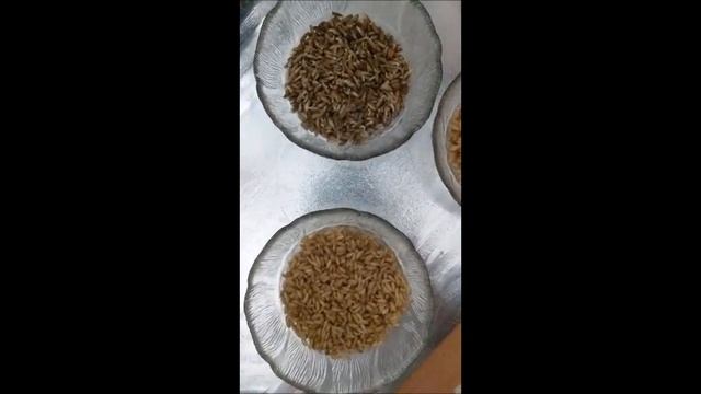 Как прорaстить рожь, ячмень и овес смотреть онлайн