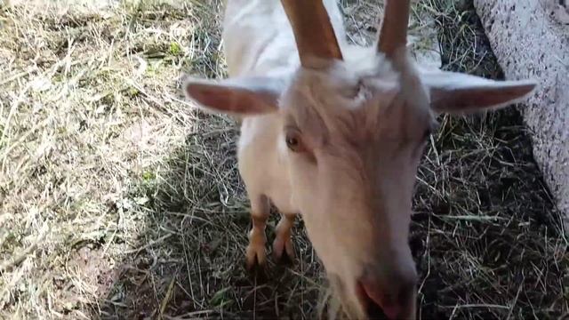 Почему коз нельзя кормить с пола. смотреть онлайн