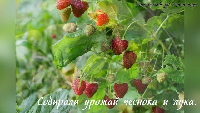 17 августа - Авдотья Малиновка (Огуречница, Сеногнойка). Народный праздник. Традиции, приметы.