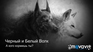 Черный и Белый Волк.А кого кормить ты