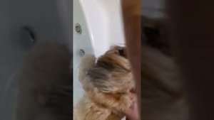 Ши-тцу плавает! Проверено!