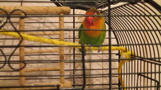 Болезни неразлучников смотреть онлайн