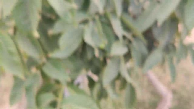 Lagerstroemia speciosa (ਜਰੂਲ) or Pride of India Tree ? @Ecofarm May 2020 смотреть онлайн