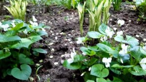 Фиалка мотыльковая/Фиалка/Viola papilionacea/Viola