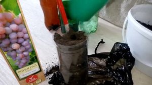 Первый этап по сохранению черенков винограда до посадки в открытый грунт