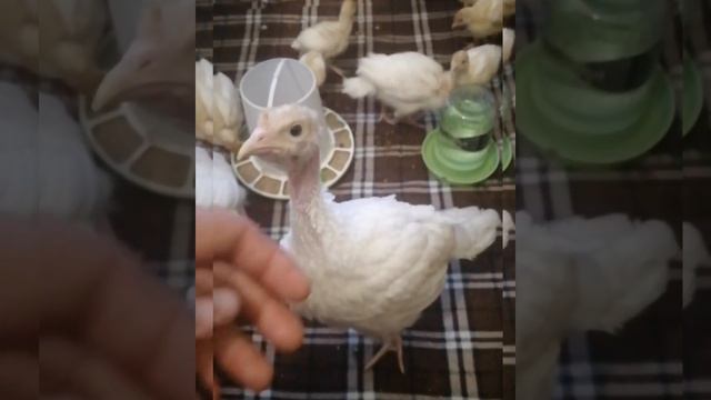 Лучшая пропойка для индюшат 100% выживаемость. смотреть онлайн