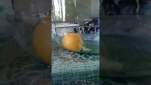 Как выглядит яйцо после снятия порчи