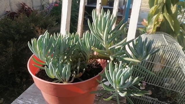 #Retosuculento 🌀💫💙 10 suculentas azules 🤩 смотреть онлайн