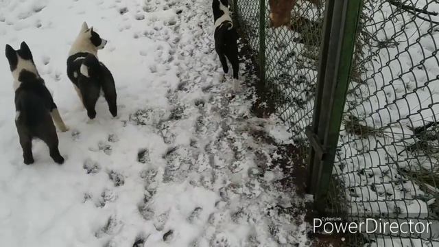 Обучение щенка лайки по кунице. Первое знакомство с куницей!(2) смотреть онлайн