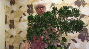 Крассула Хоббит через 6 месяцев после черенкования.21.10.2018