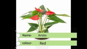 Anthurium Varieties/ Bangkok anthurium/බැංකොක් ඇන්තුරියම් වර්ග 30ක්