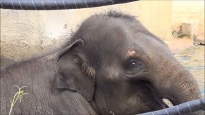 Мир животных. Слоны