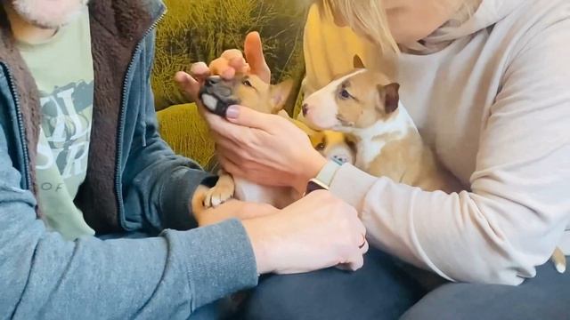 Будущие владельцы приехали знакомиться со щенком миниатюрного бультерьера.