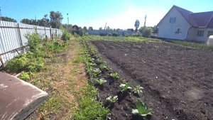 Что растет на огородах  в Сибири. Обзор участка, хозяйства, моего друга в Сибири.