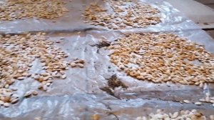 Комбикорм своими руками для цыплят и утят / Что добавлять в комбикорм?