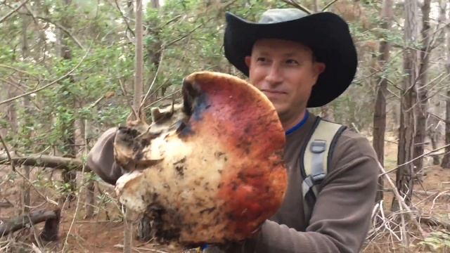 The biggest King Bolete!!! смотреть онлайн