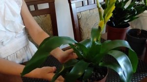 Ящик КОМНАТНЫХ растений из МУСОРКИ. ОБЗОР растений через месяц. ПЕРЕСАДКА