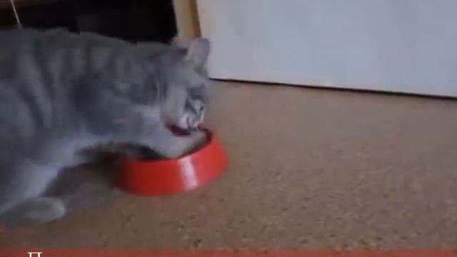 Кошачий туалет у кошки Матрёшки. смотреть онлайн