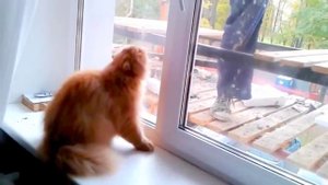 Кот Защищает Свой Дом От Штукатура