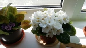 Сенполии на южном окне