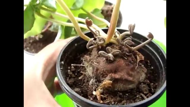 Цикламен  уход (Cyclamen) Цикламены после периода покоя.