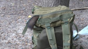 Белка, которая научилась открывать рюкзак