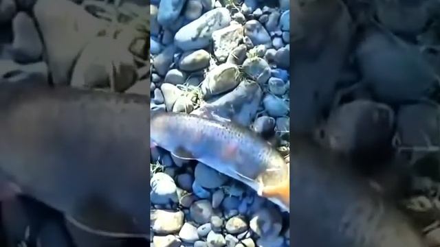 рыбалка в Якутии с клеваярыбалка.рф #рыбалка  #якутия #клеваярыбалка #fishing #fish #эхолот