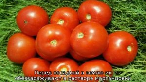 Томат Фаворит: характеристика и описание сорта