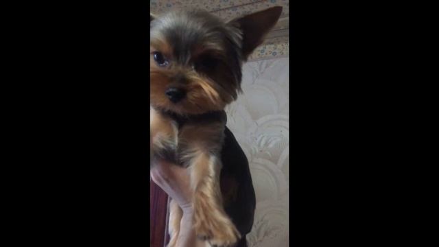 Йоркширский терьер ДО и ПОСЛЕ стрижки #shorts смотреть онлайн