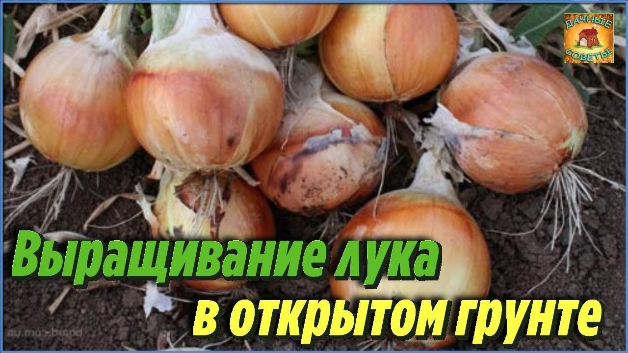 Теперь у меня рекордный урожай лука Простые хитрости и рекомендации Дачные Советы