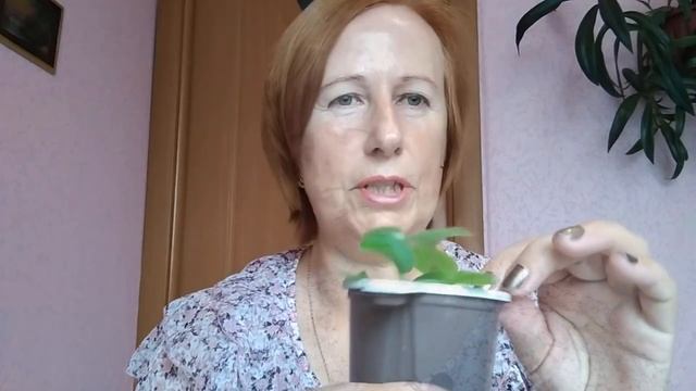 Применение удобрений на разных этапах роста  фиалки.