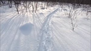 С ЛАЙКОЙ В МОРОЗНОЕ УТРО/ ХОДОВАЯ ОХОТА С ЛАЙКОЙ НА КУНИЦУ/